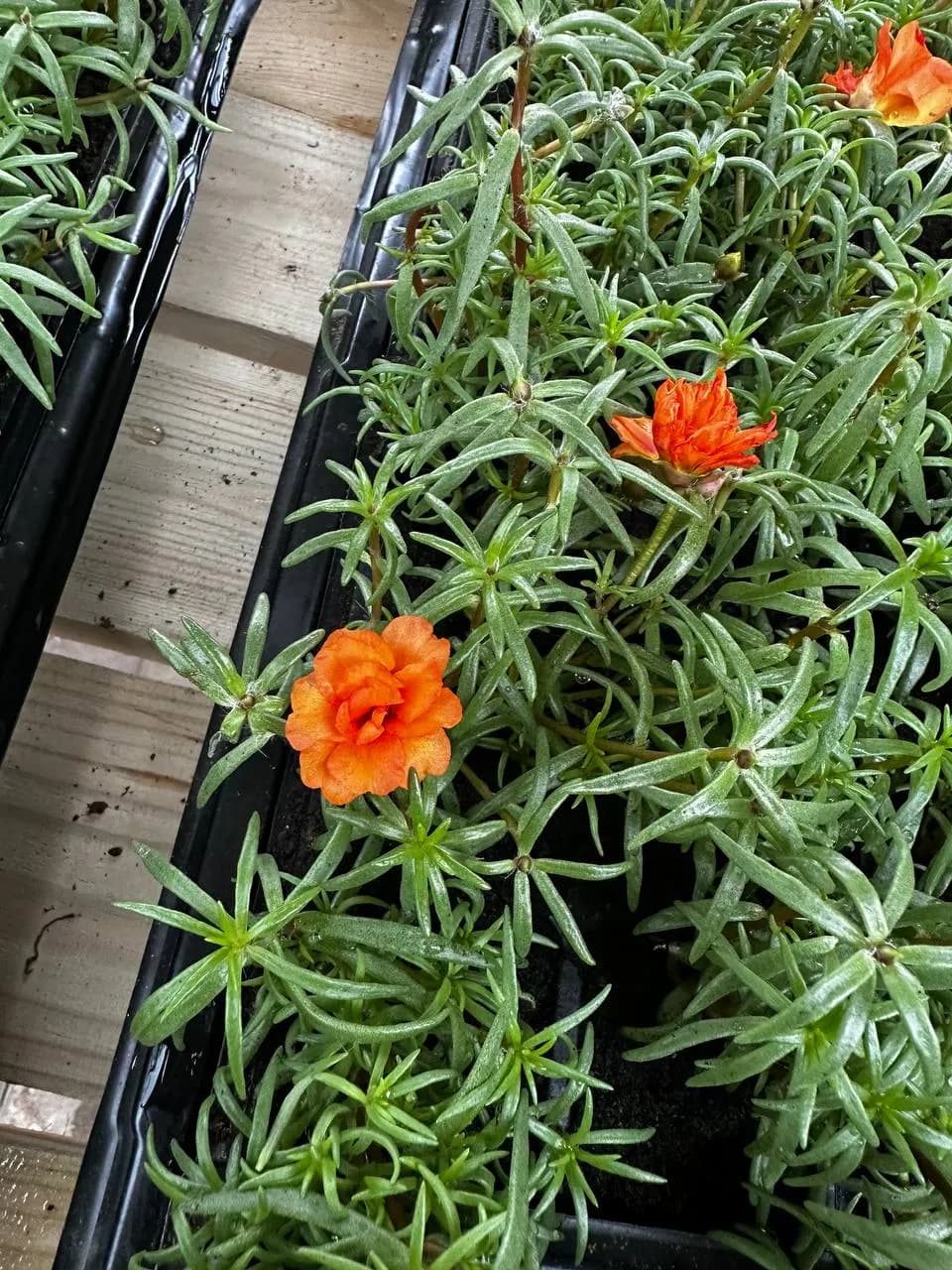 Портулак микс, Е6