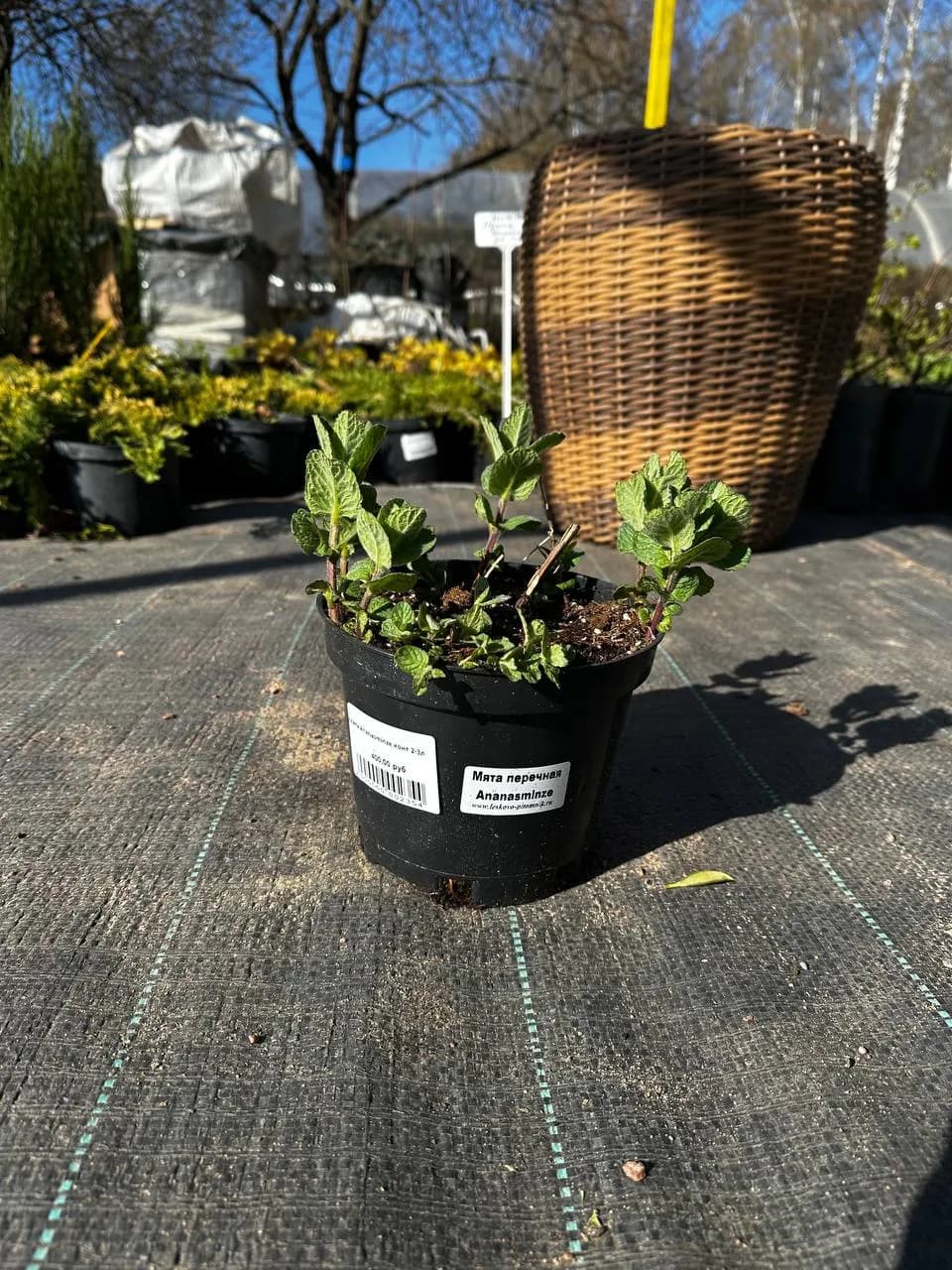 Мята Ananasminze конт 2-3л