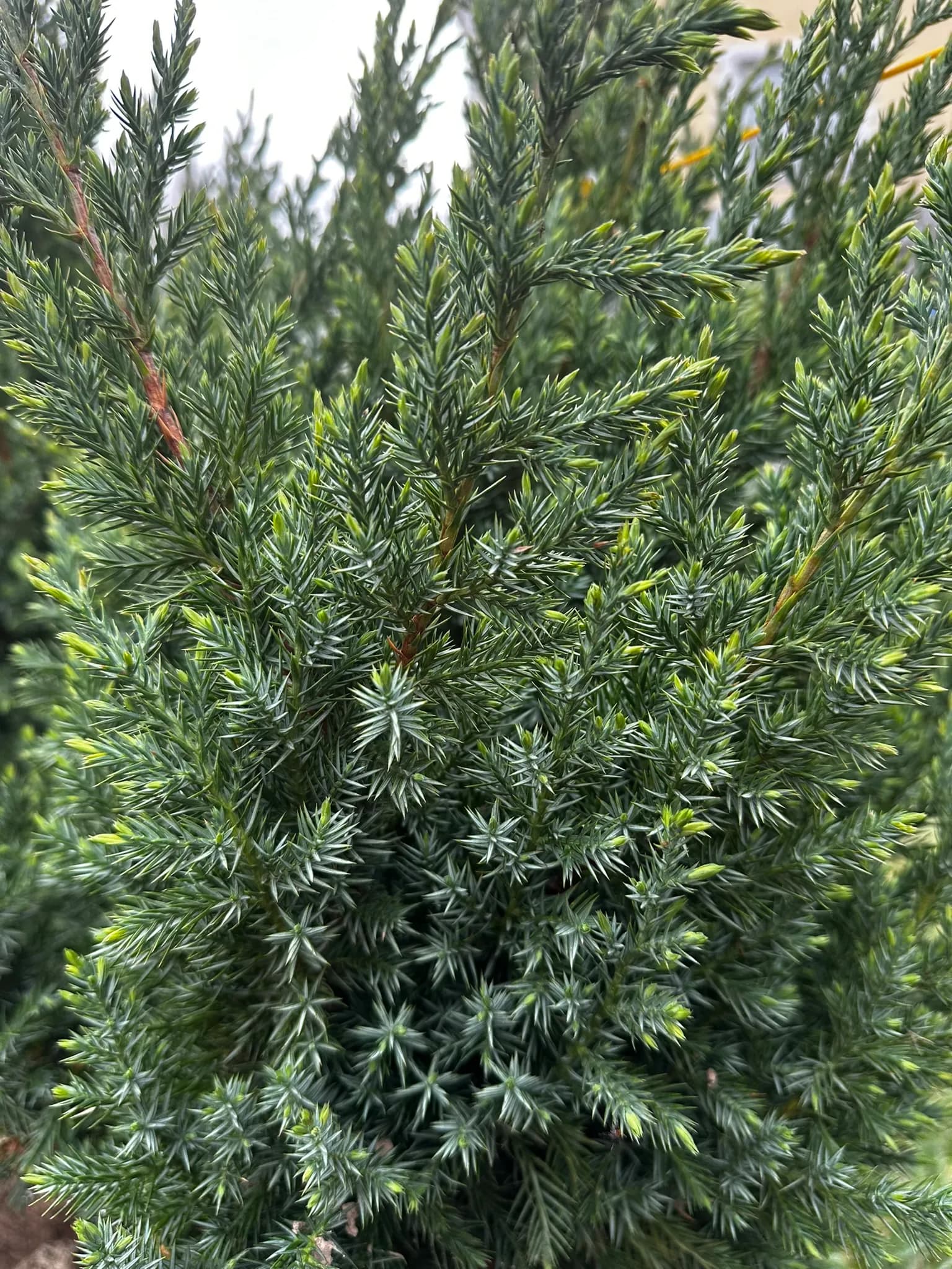 Можжевельник китайский "Стрикта" 40-60