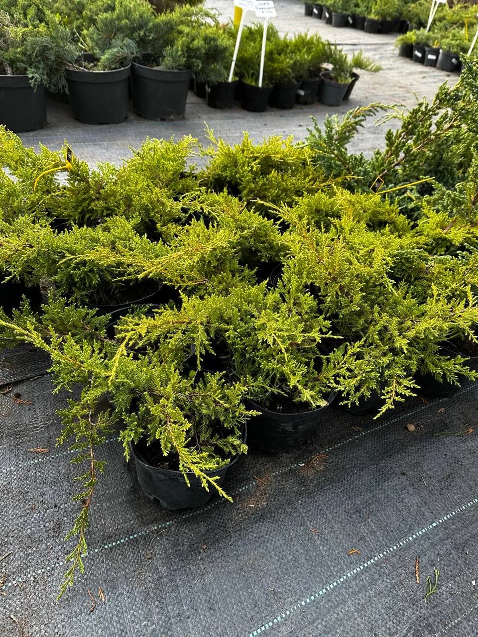 Можжевельник средний "Голд Стар"