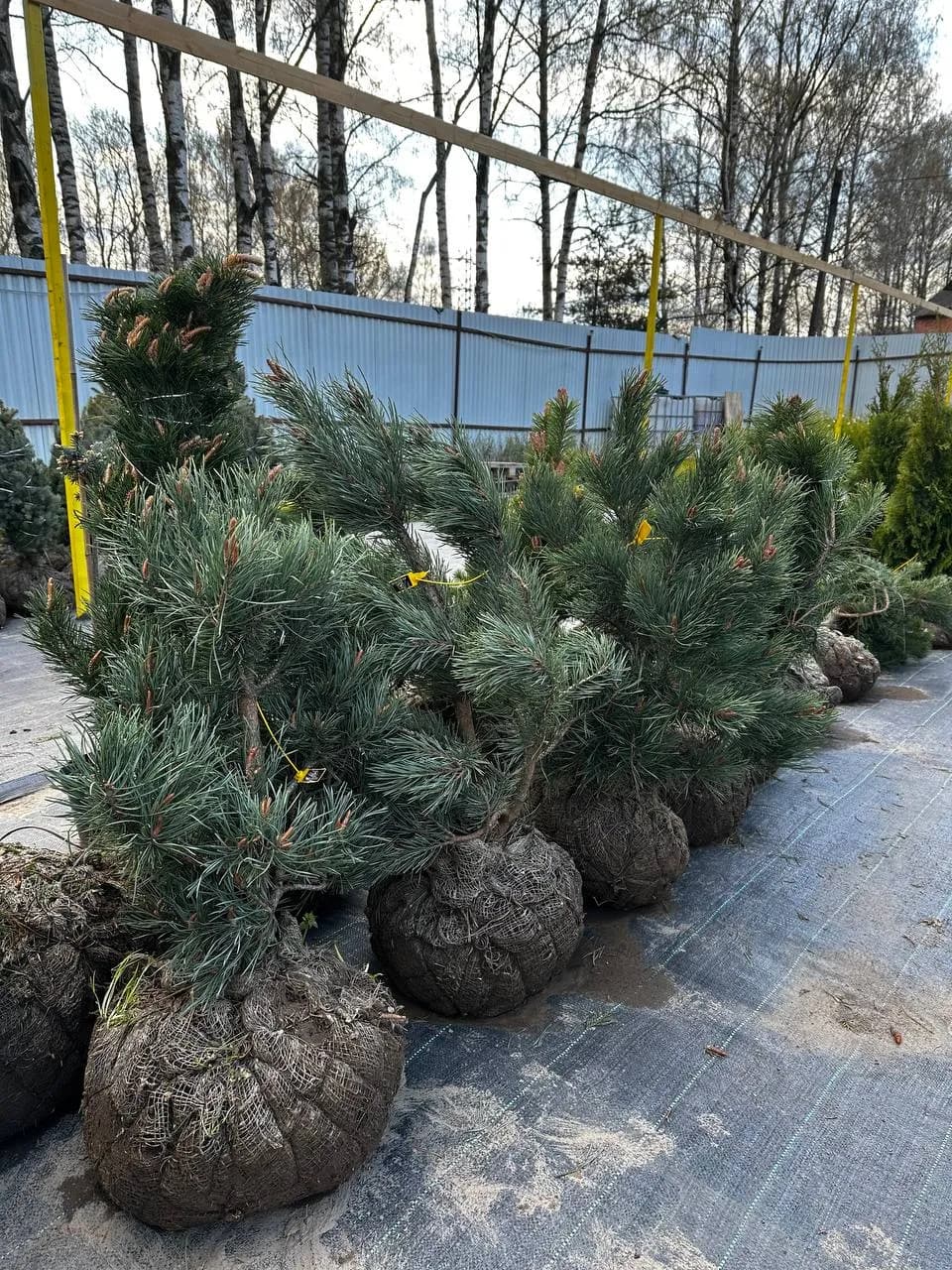 Сосна обыкновенная "Ватерери" 60-80