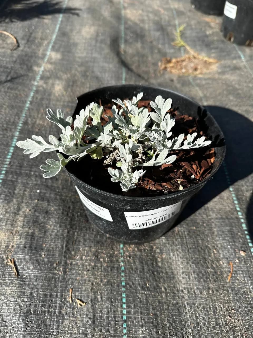 Полынь Стеллера конт. 2-3л