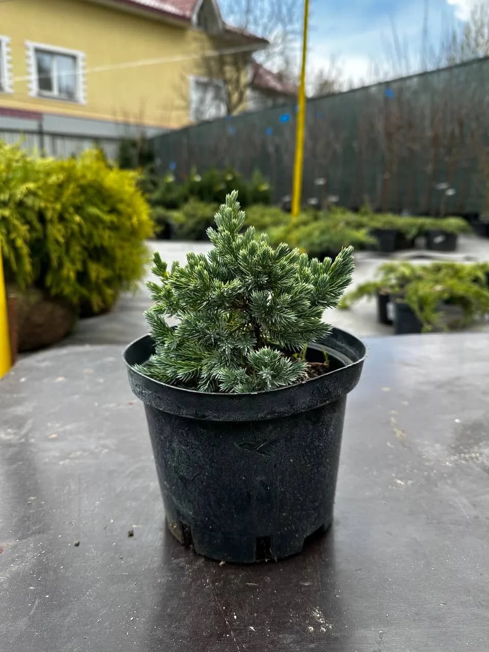 Можжевельник чешуйчатый "Блю Стар"