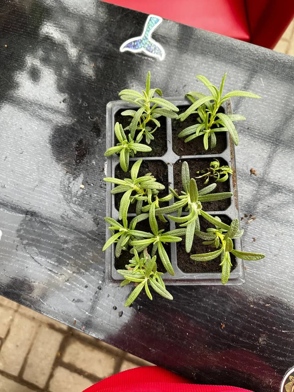 Розмарин, E6