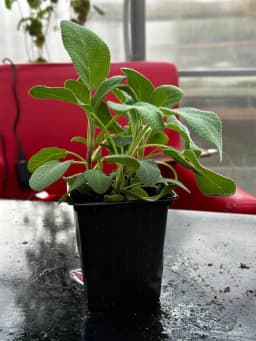 Шалфей микс, P9