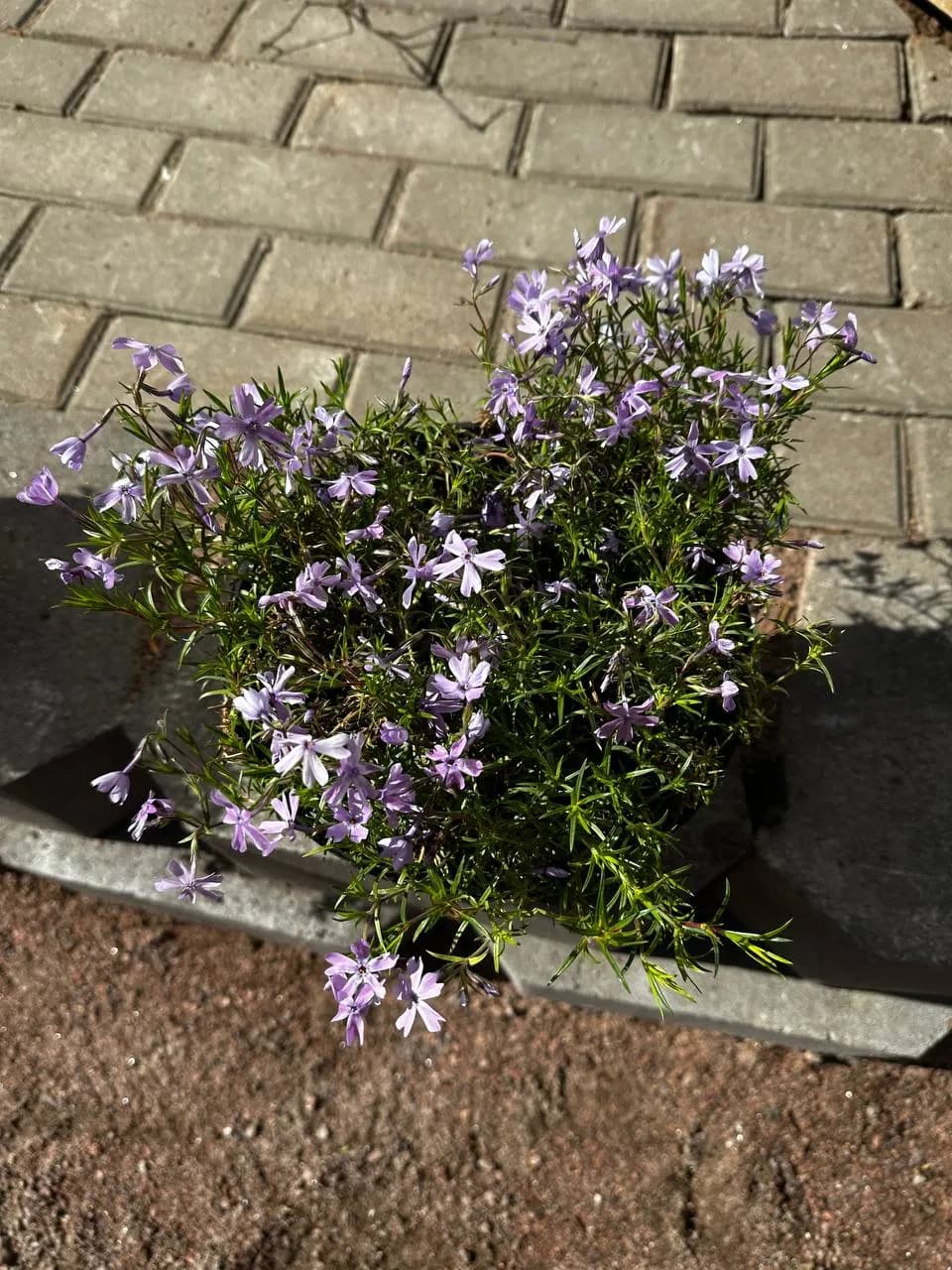 Флокс шиловидный сиреневый конт. 5л