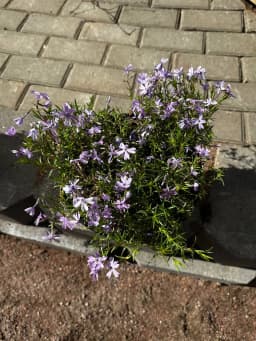 Флокс шиловидный сиреневый конт. 5л