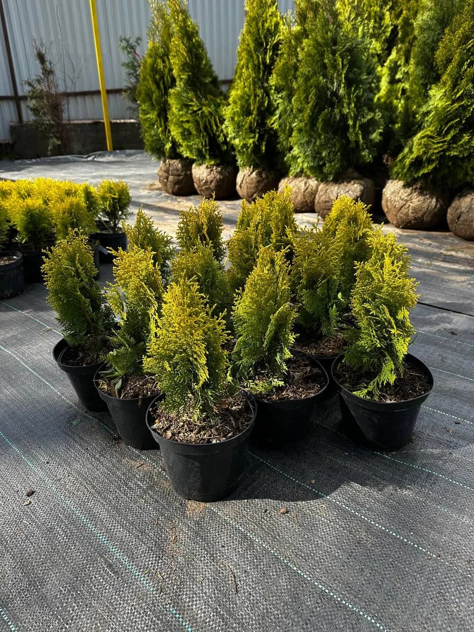Туя восточная "Ауреа Нана"