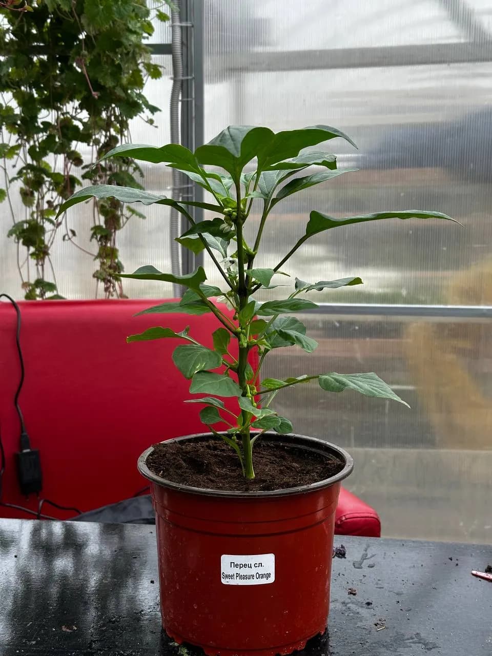 Перец (Балконная серия) D18