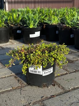 Тимьян лимоннопахнущий Aureus конт 2-3л