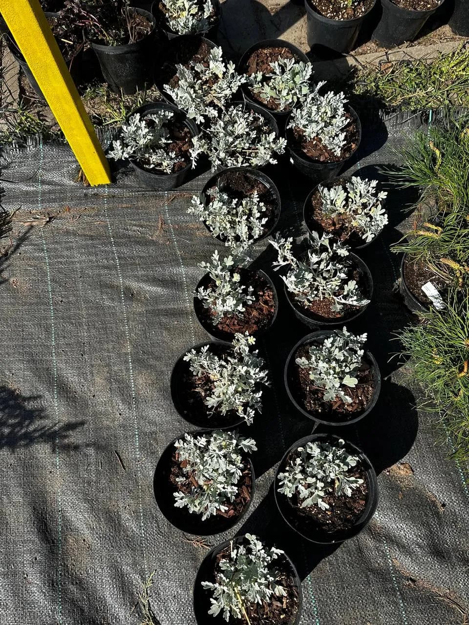 Полынь Стеллера конт. 2-3л