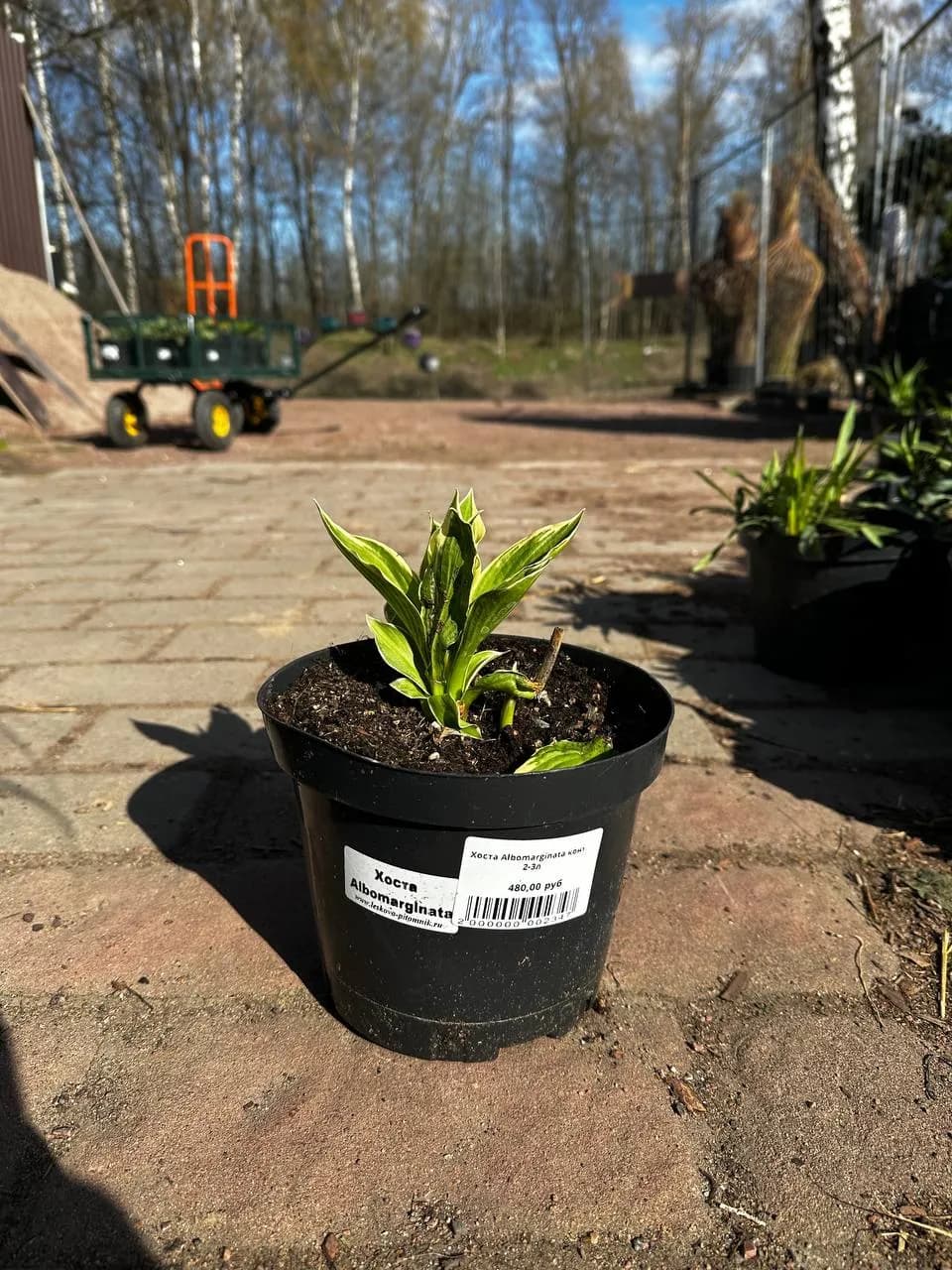 Хоста Albomarginata конт. 2-3л