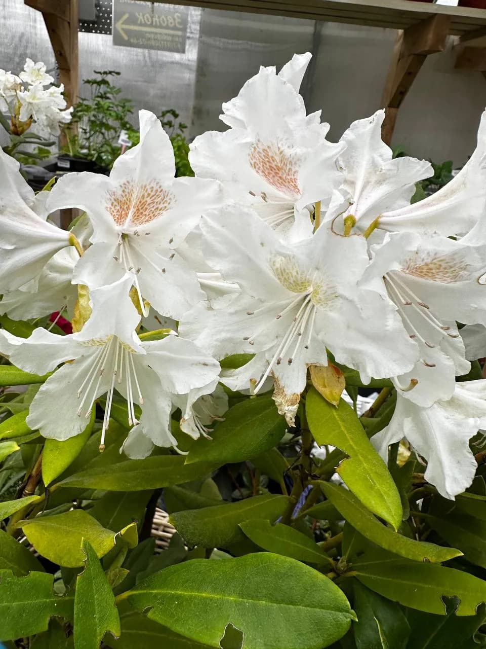 Рододендрон гибридный "CUNNINGHAM`S WHITE"