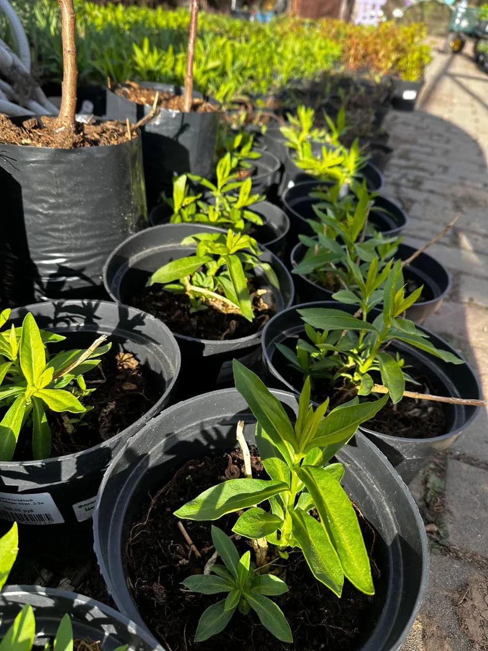 Флокс метельчатый Царевна-Лебедь конт. 2-3л