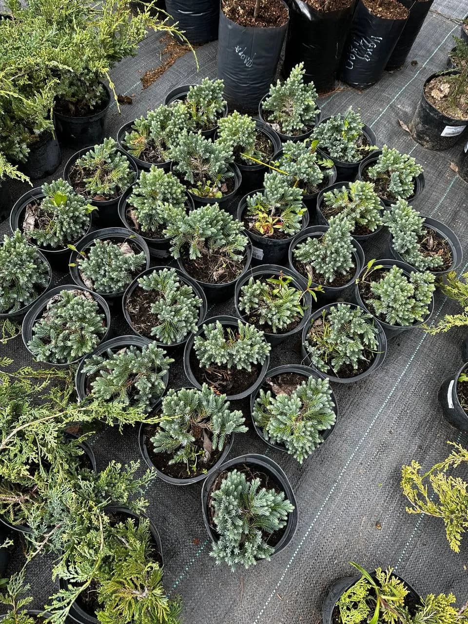 Можжевельник чешуйчатый "Блю Стар"