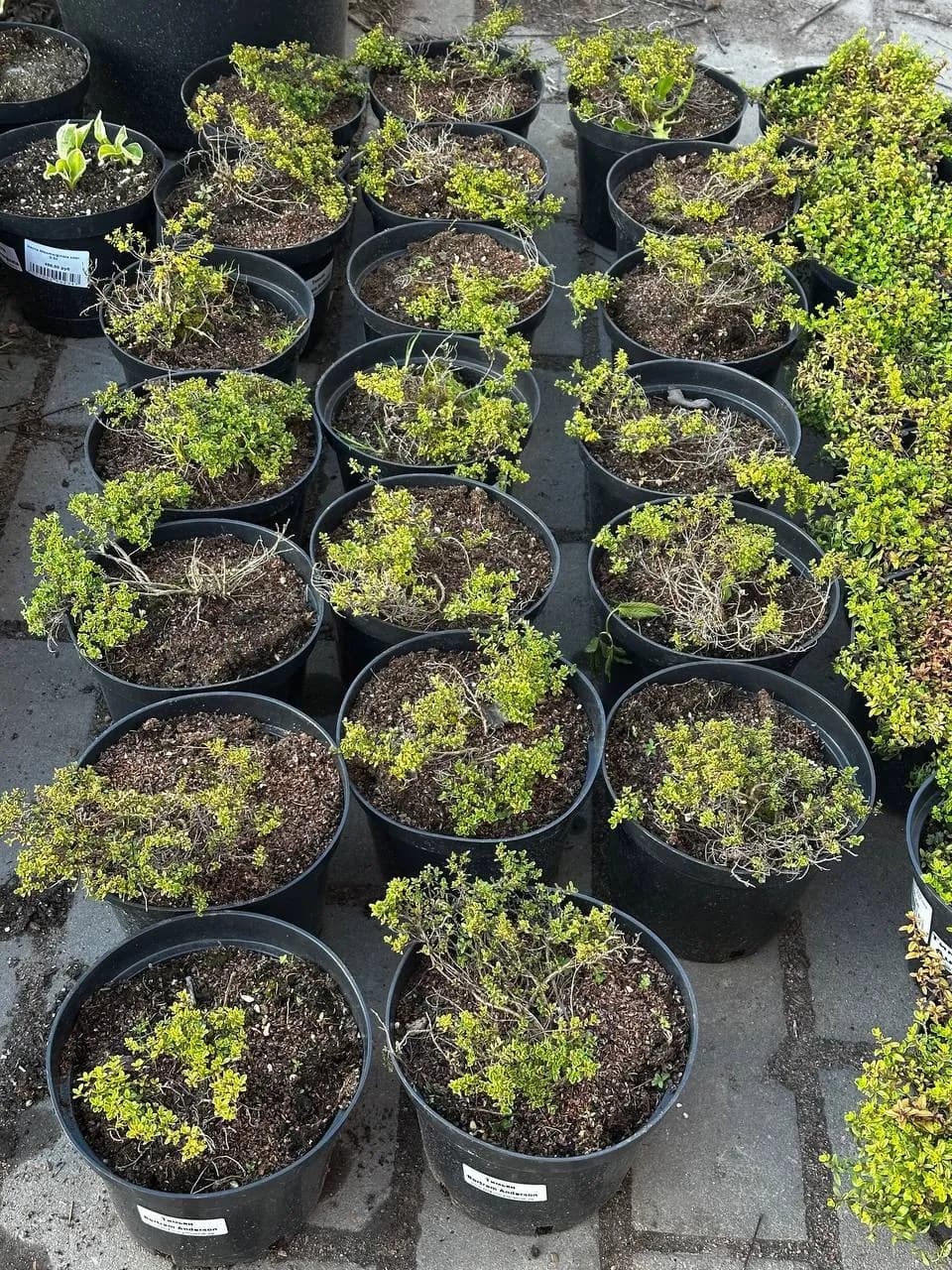 Тимьян Bertram Anderson конт 2-3 л