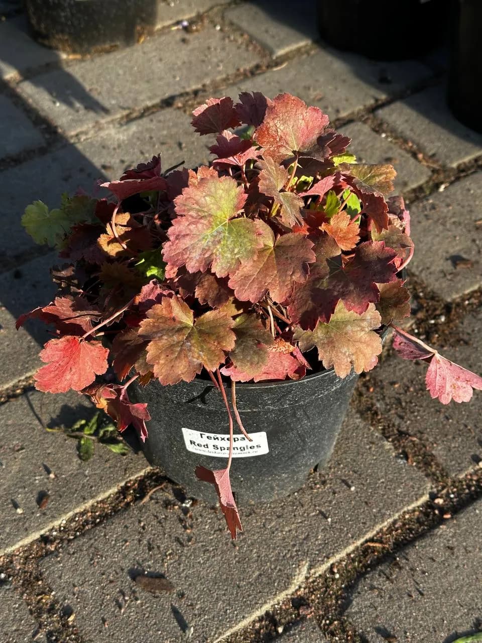 Гейхера кроваво-красная Red Spangles конт. 2-3л