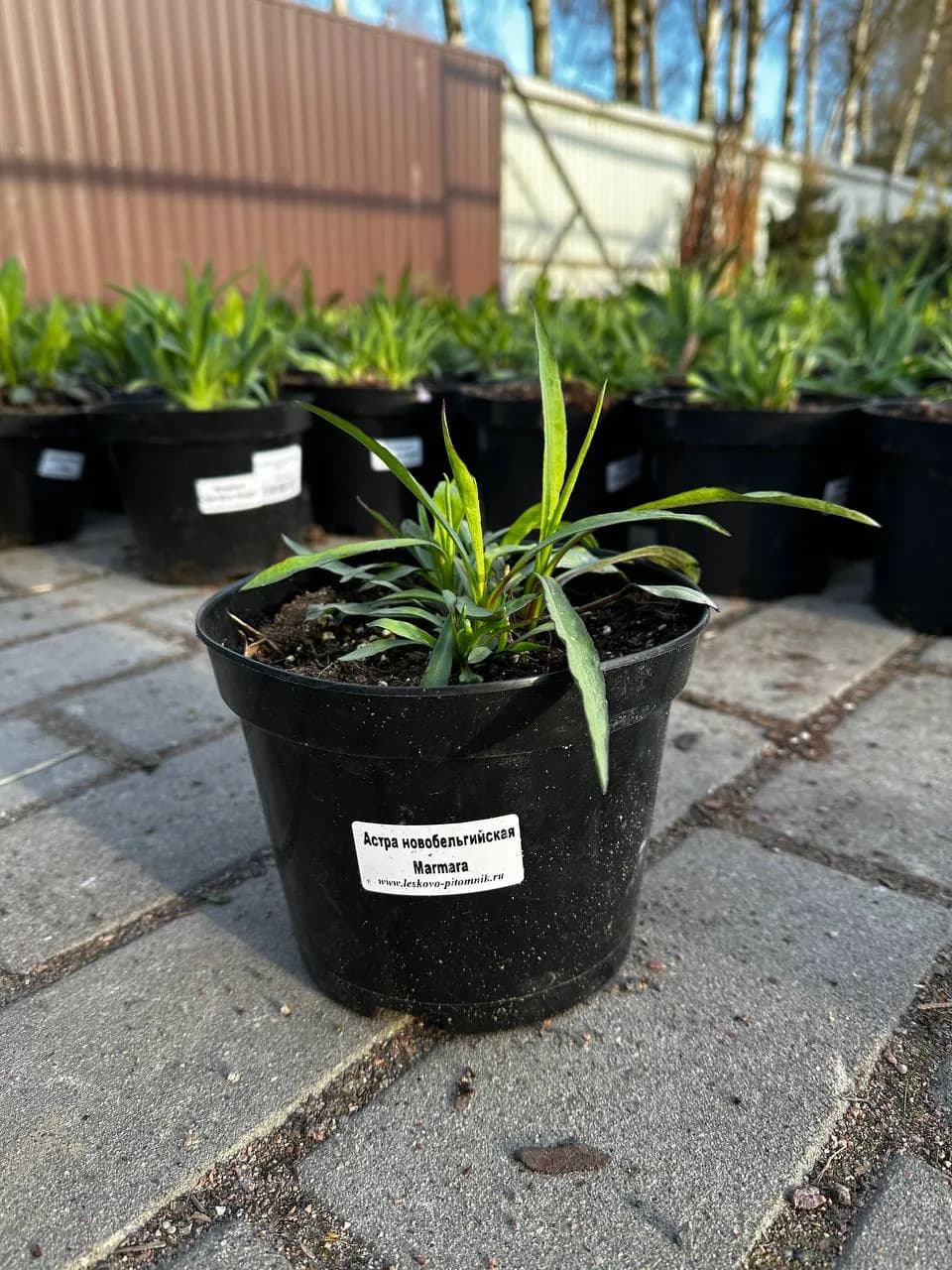 Астра ново-бельгийская Marmara конт 2-3л