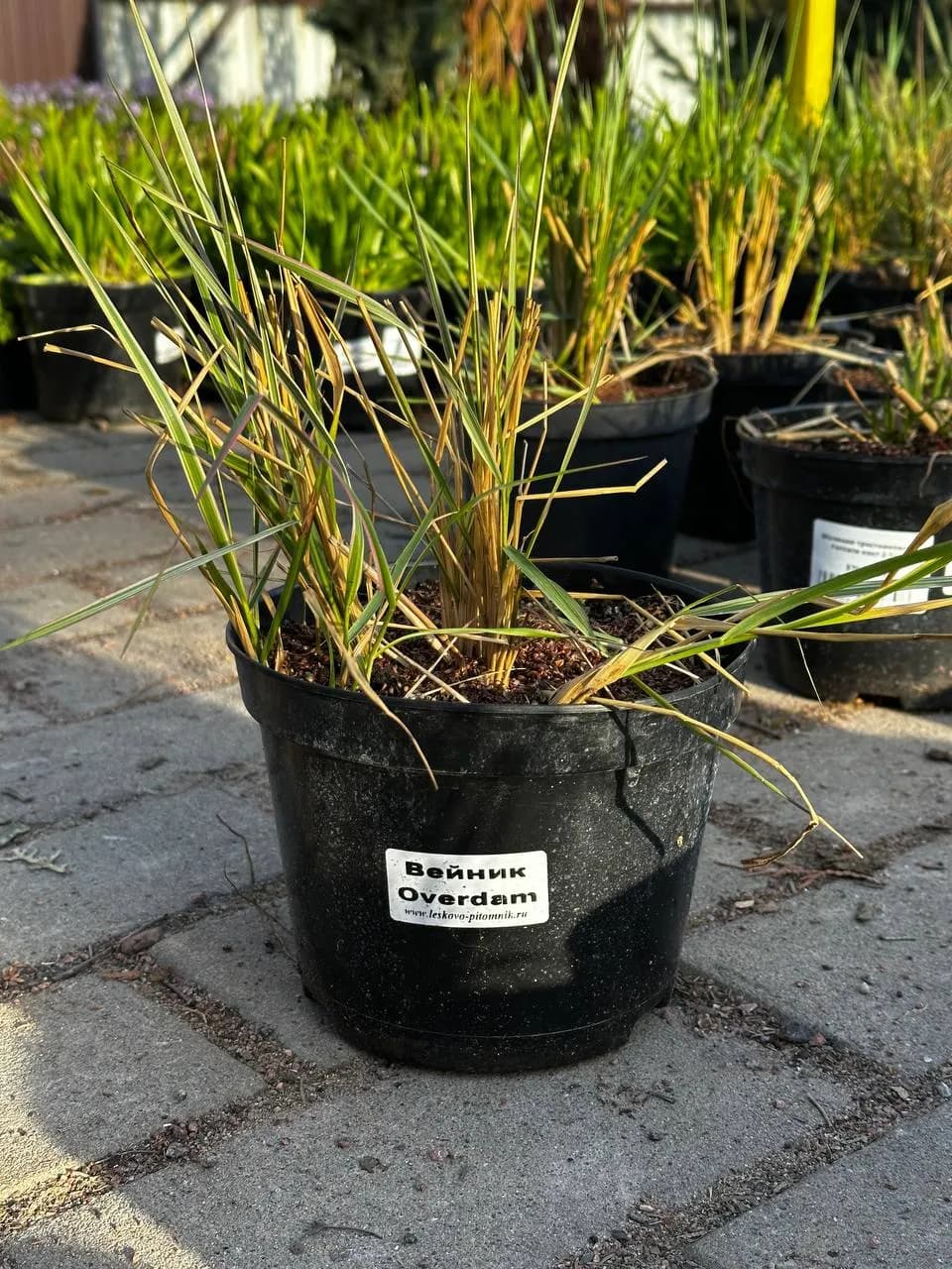 Вейник Overdam конт 2-3 л