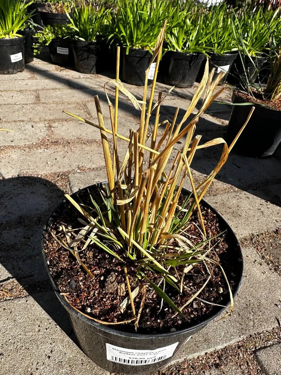 Молиния голубая Edith Dudzus конт 2-3л