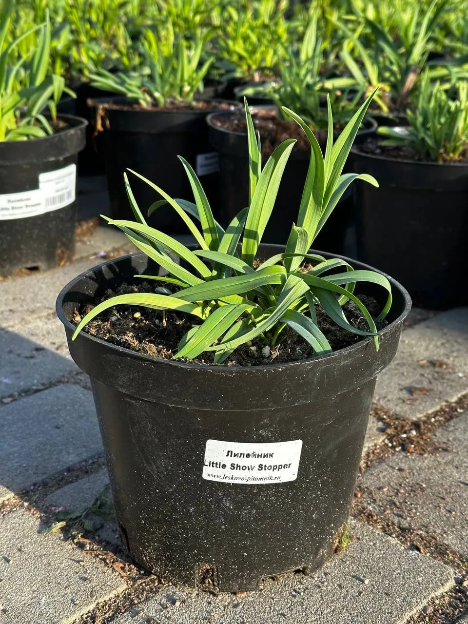 Лилейник Little Show Stopper конт 3 л