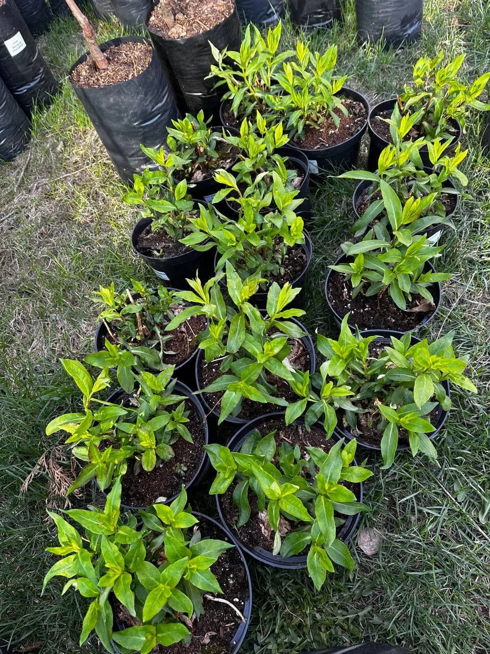 Флокс метельчатый Селена конт. 2-3 л