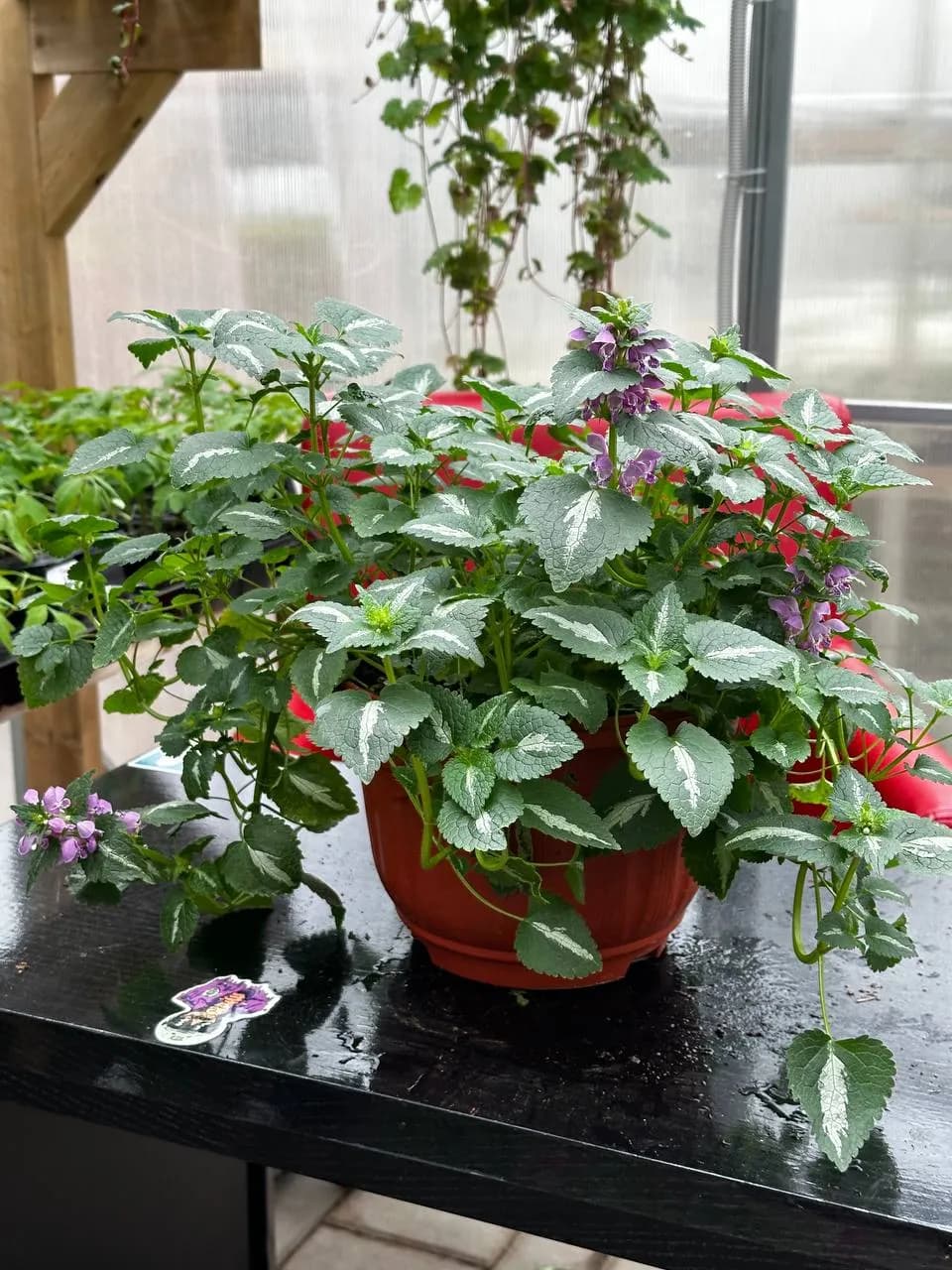 Лимиаструм D21