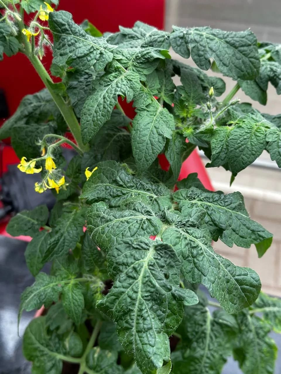 Томат (Балконная серия) D18