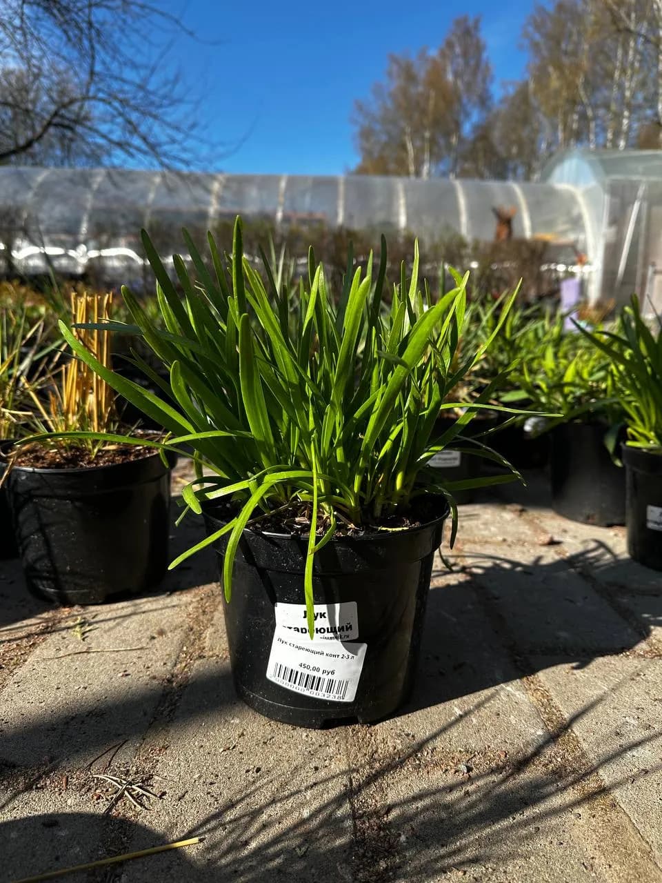 Лук стареющий конт 2-3 л