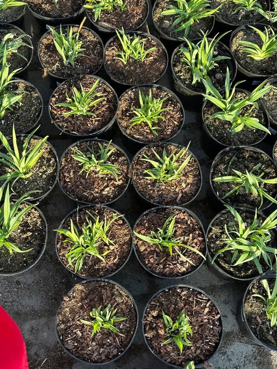 Лилейник Crimson Pirate конт 2-3л