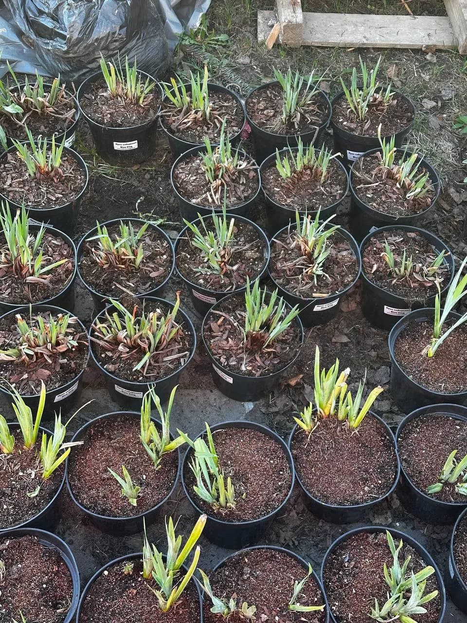 Ирис сибирский Blue King конт 2-3л