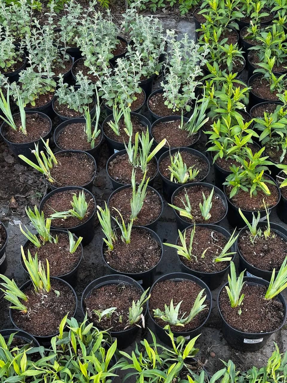 Ирис болотный Flore Plena конт 2-3л