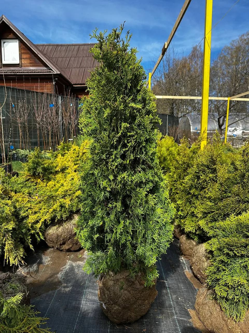 Туя западная  "Колумна"