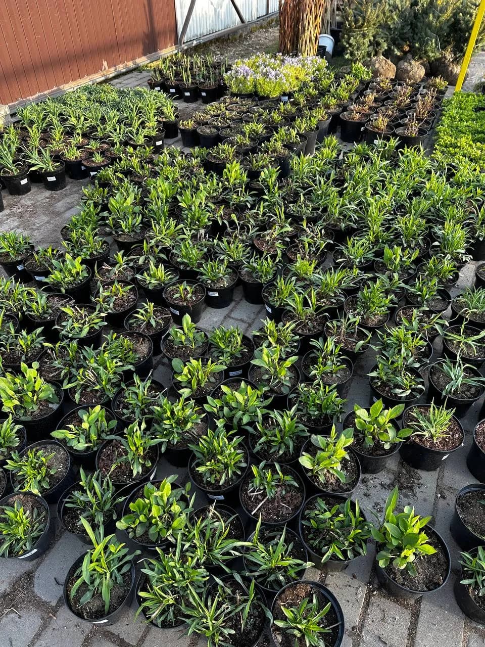 Астра ново-бельгийская Royal Ruby конт 2-3л