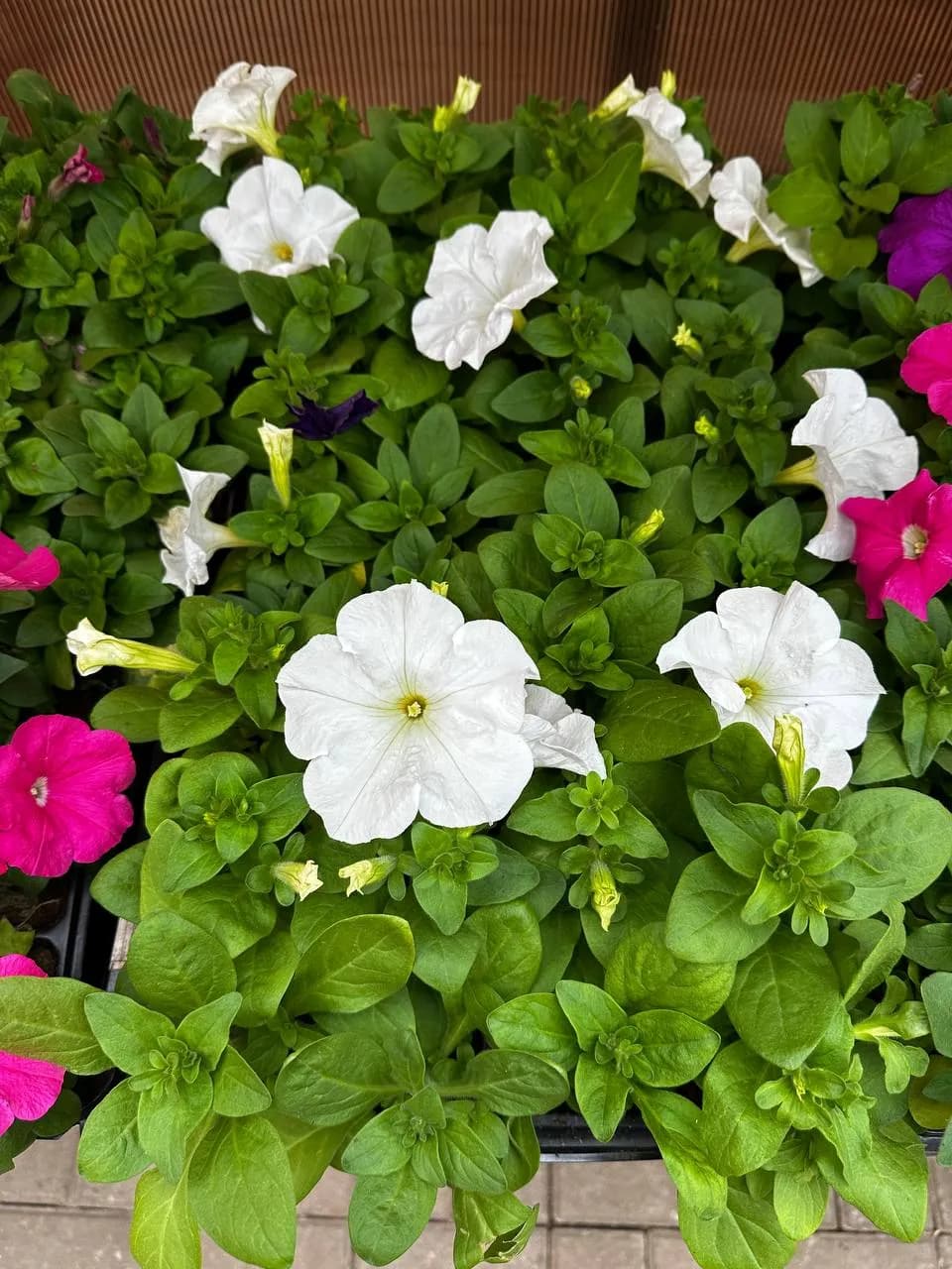 Петуния смесь, Е6