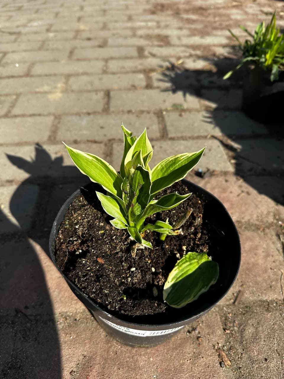 Хоста Albomarginata конт. 2-3л