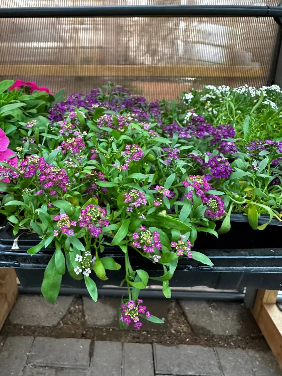 Алиссум Микс, Е6