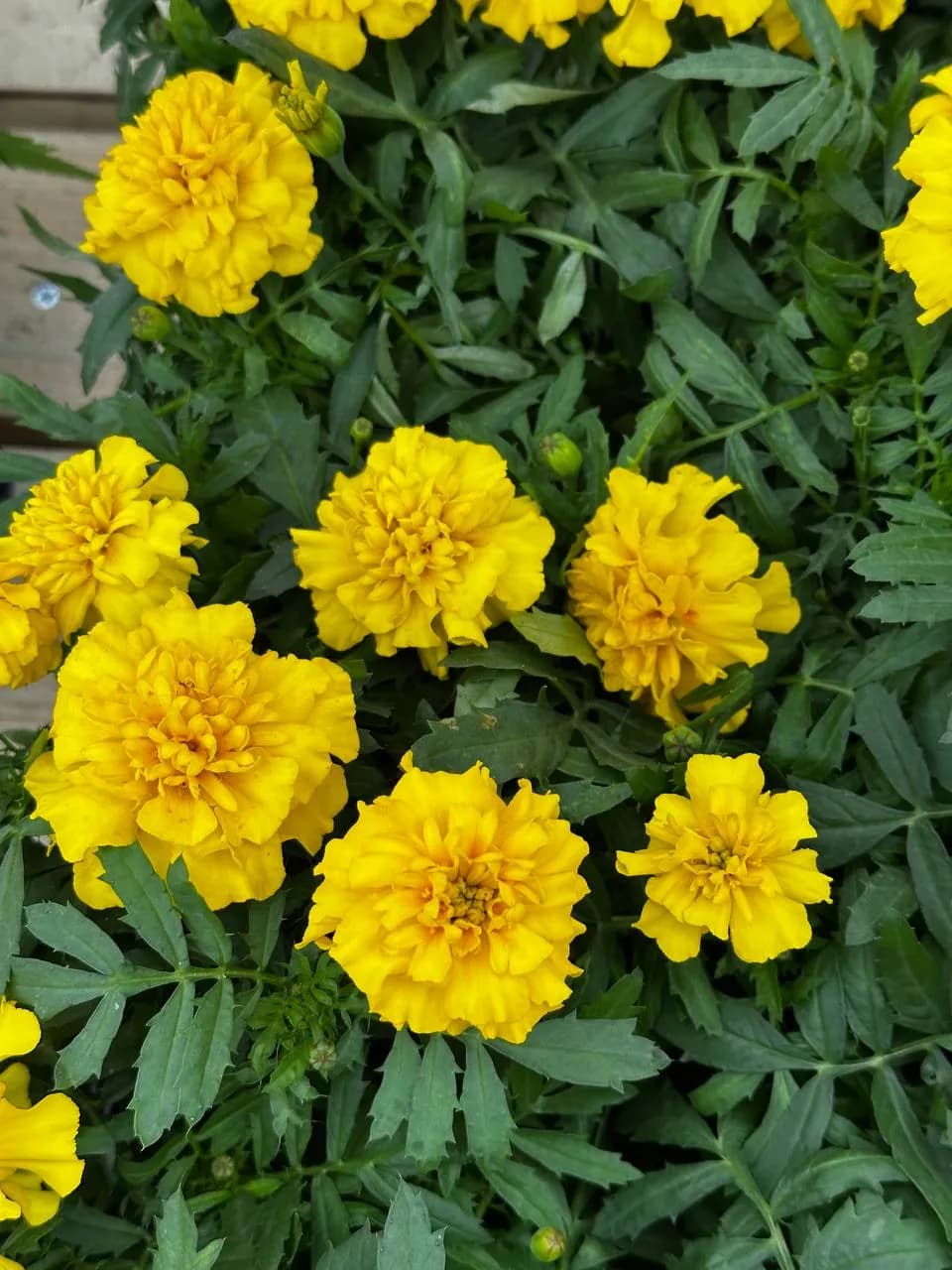 Бархатцы отклоненные Е6