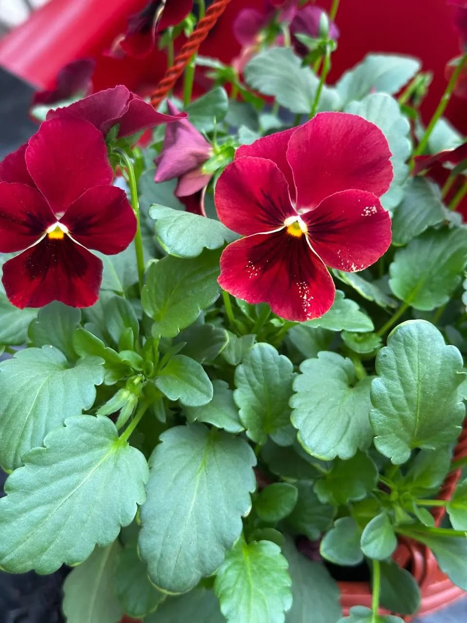 Виола ампельная смесь, кашпо D16