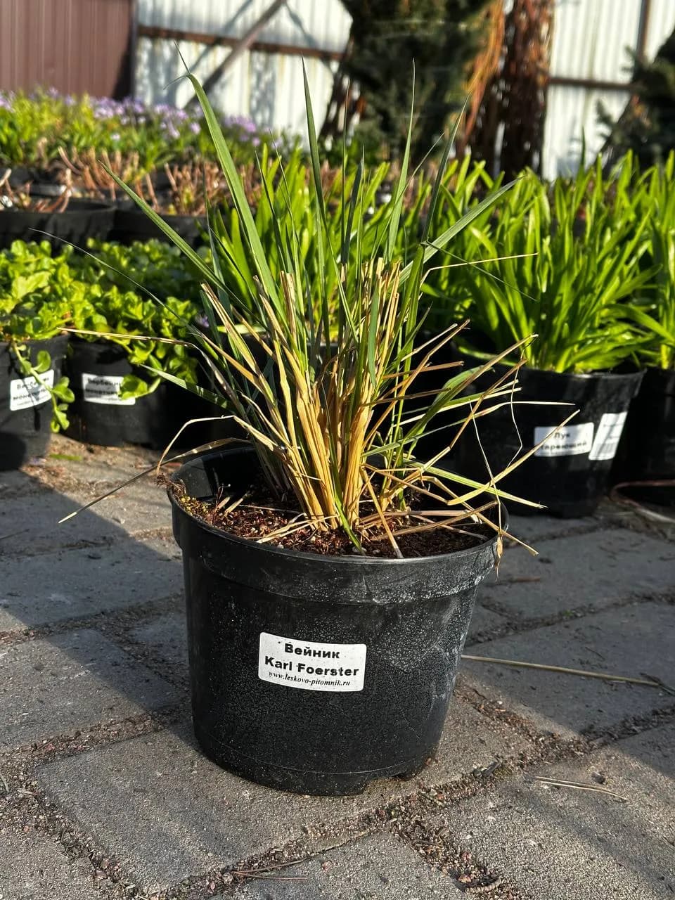 Вейник Karl Foerster конт 2-3 л