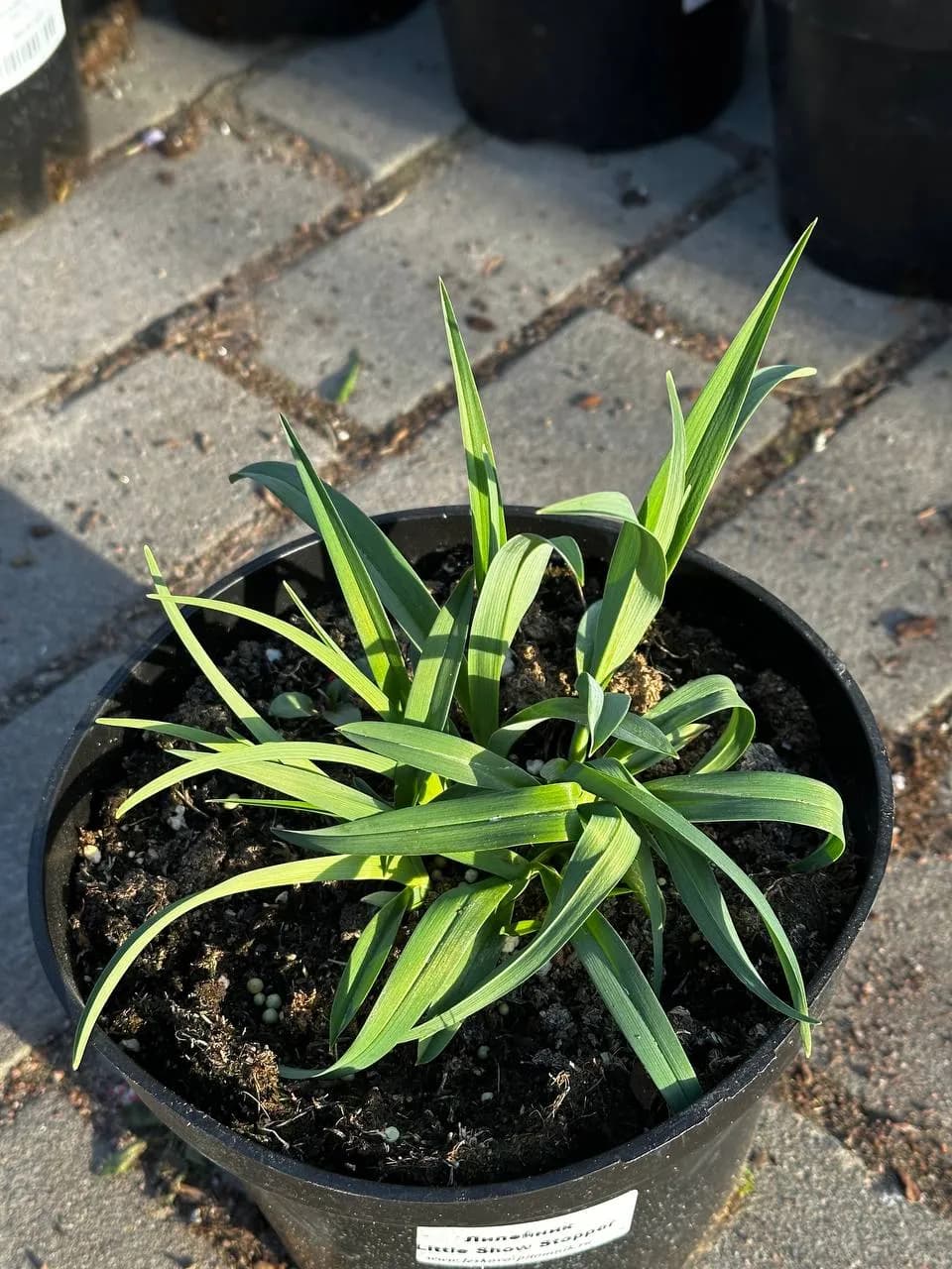 Лилейник Little Show Stopper конт 3 л