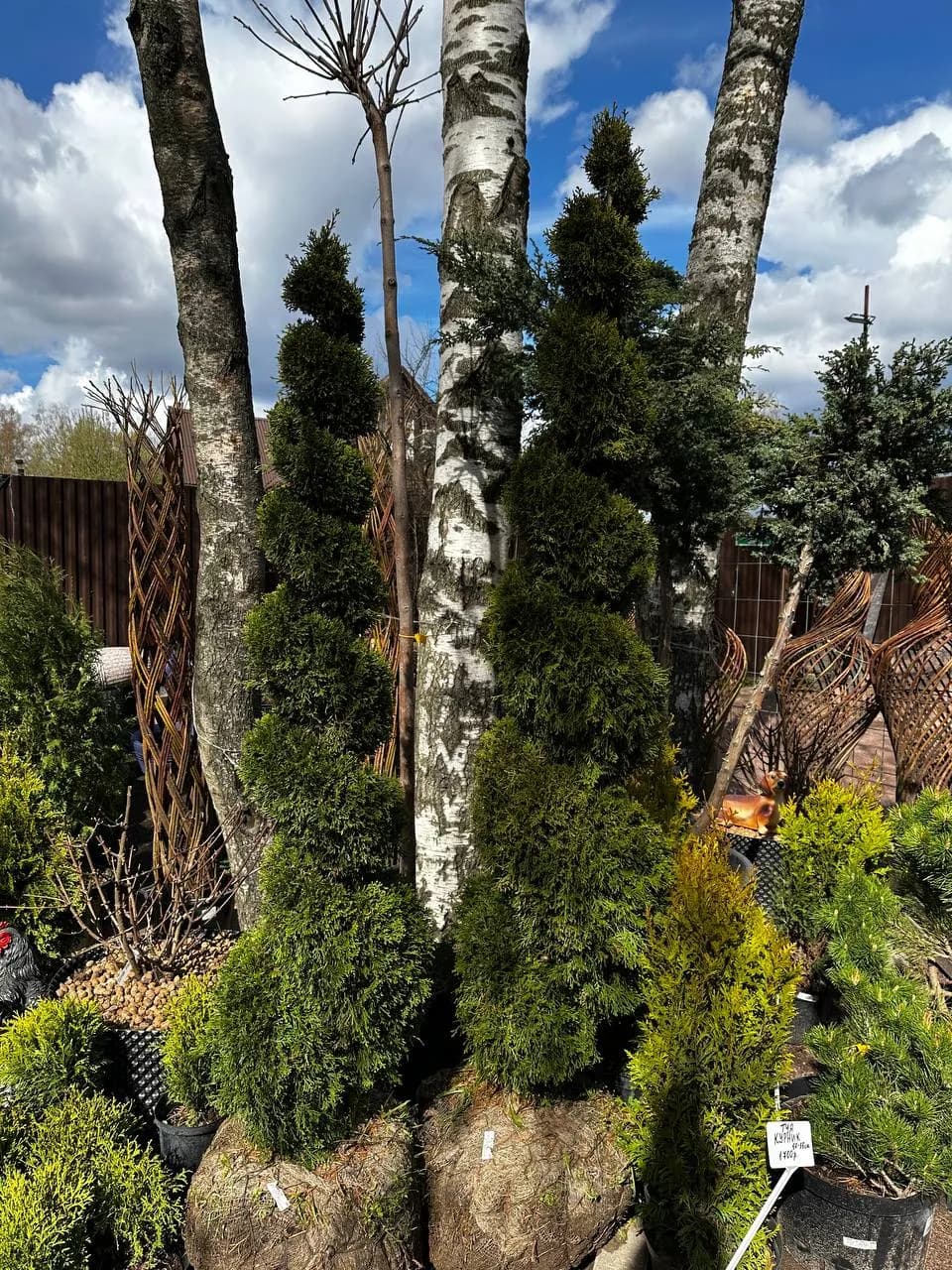 Туя западная  "Смарагд" стрижка спираль В 180-200