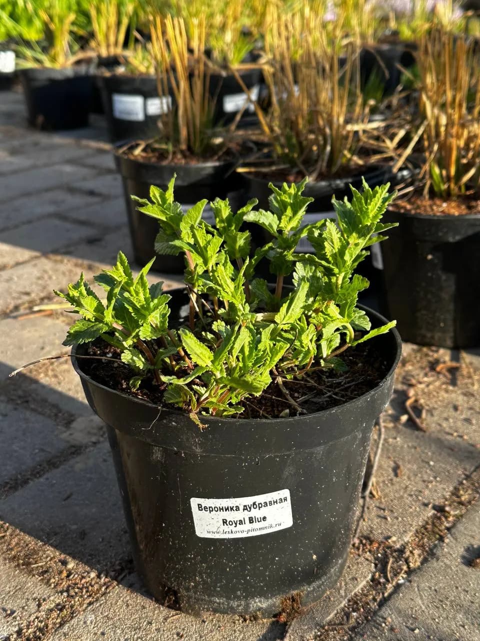 Вероника австрийская Royal Blue конт 2-3л