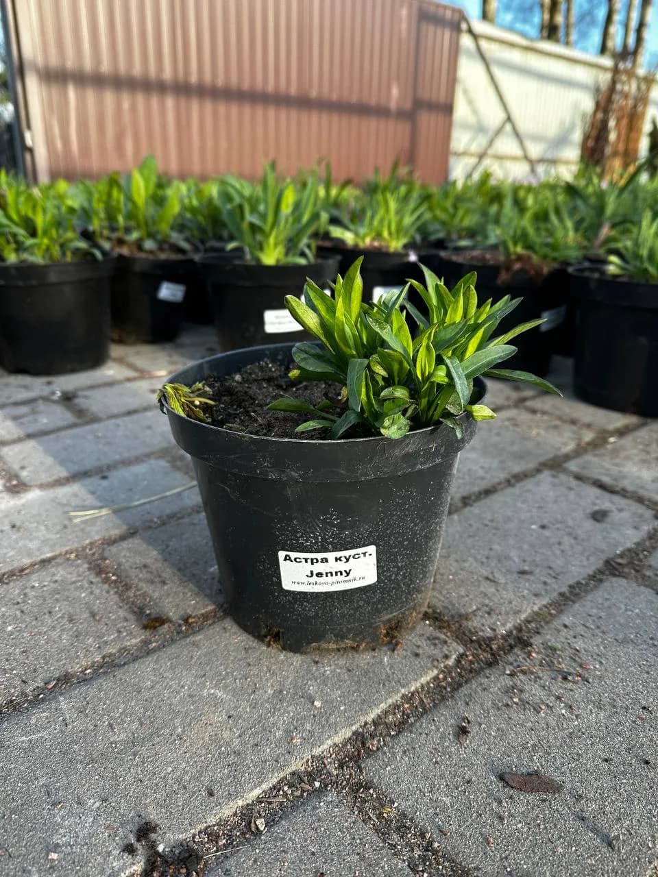 Астра кустарниковая Jenny конт 2-3л