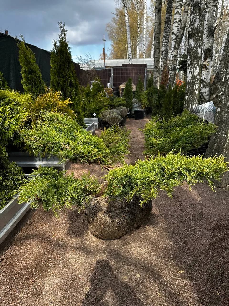 Можжевельник китайский  "Блю Альпс" БОНСАЙ В