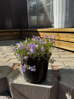 Флокс шиловидный сиреневый конт. 5л