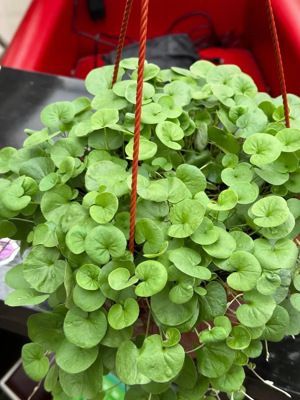 Дихондра микс,  кашпо D16