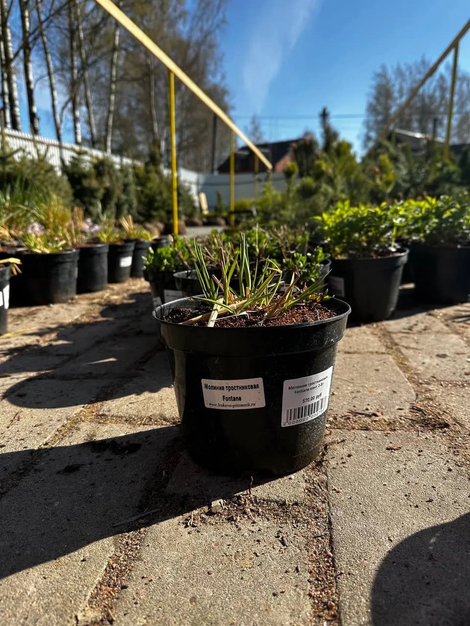 Молиния тростниковая Fontane конт 2-3л