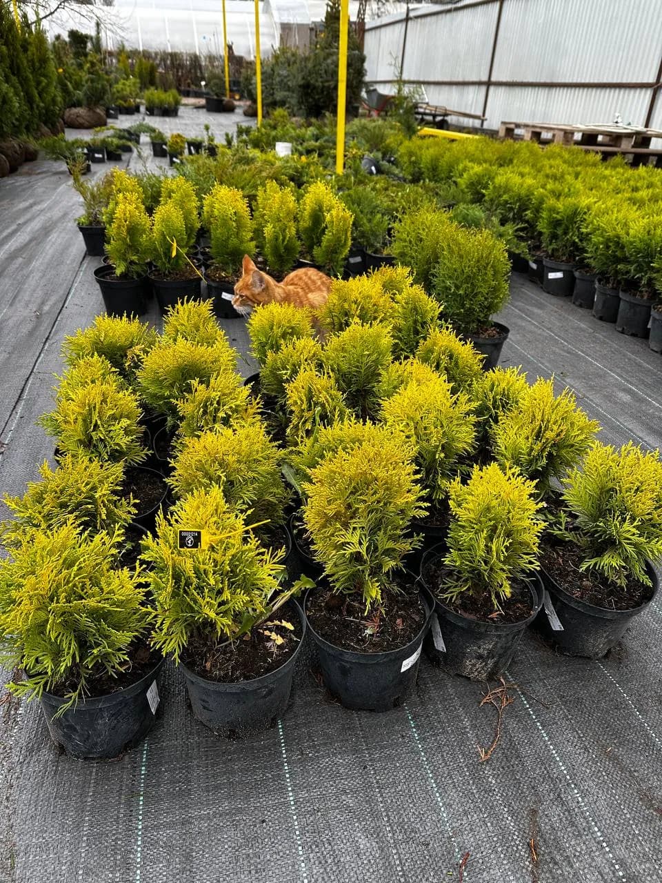 Туя западная "Мириам"