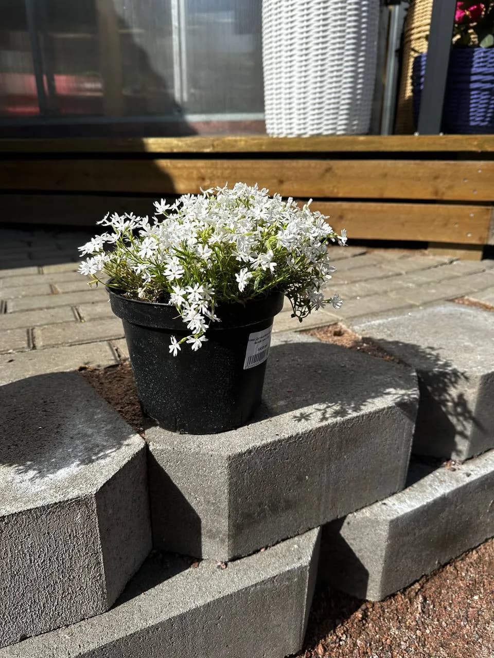 Флокс Дугласа White Admiral ( белый ) конт. 2-3л